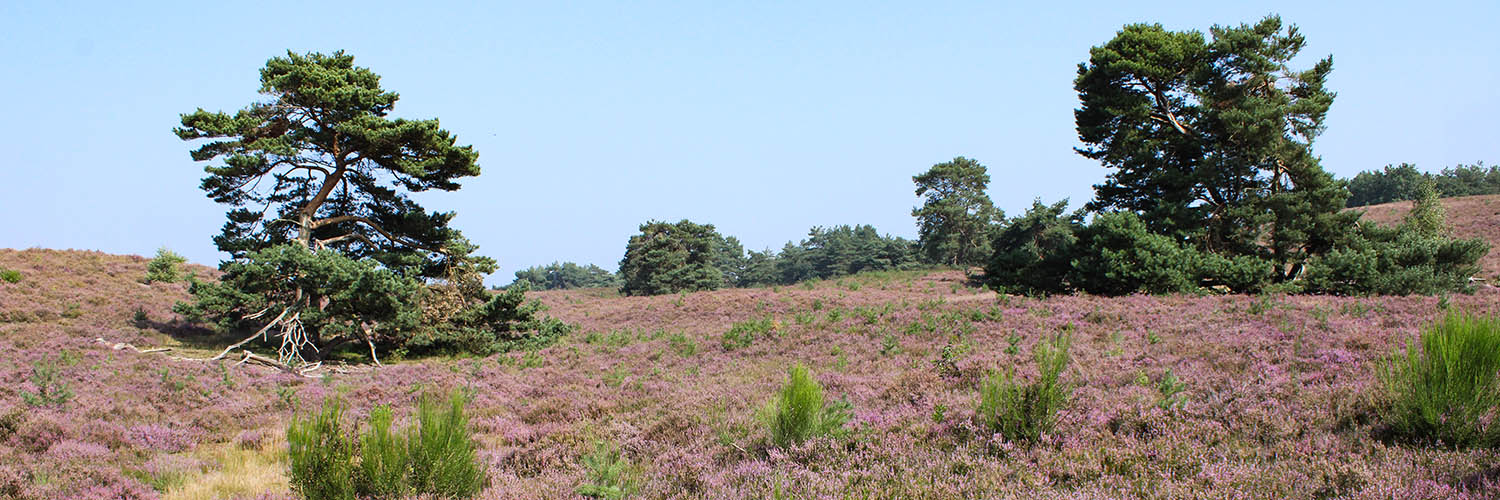 Brunssummerheide